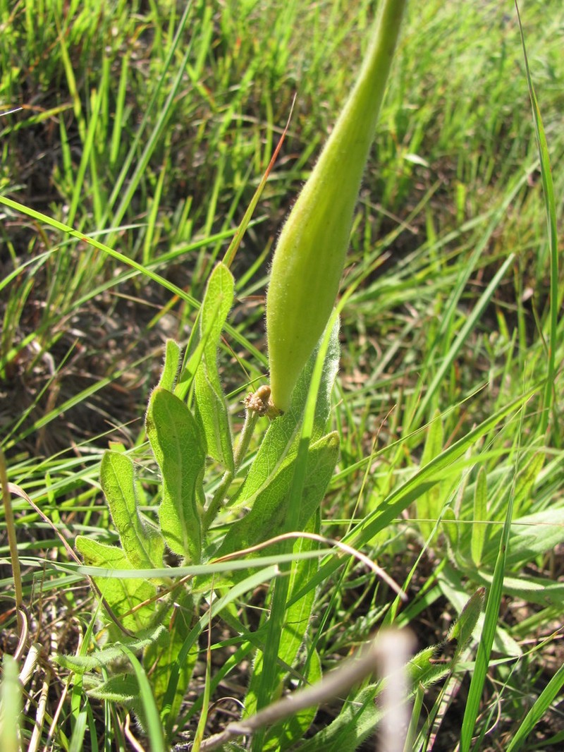 Sidecluster Milkweed photo 6