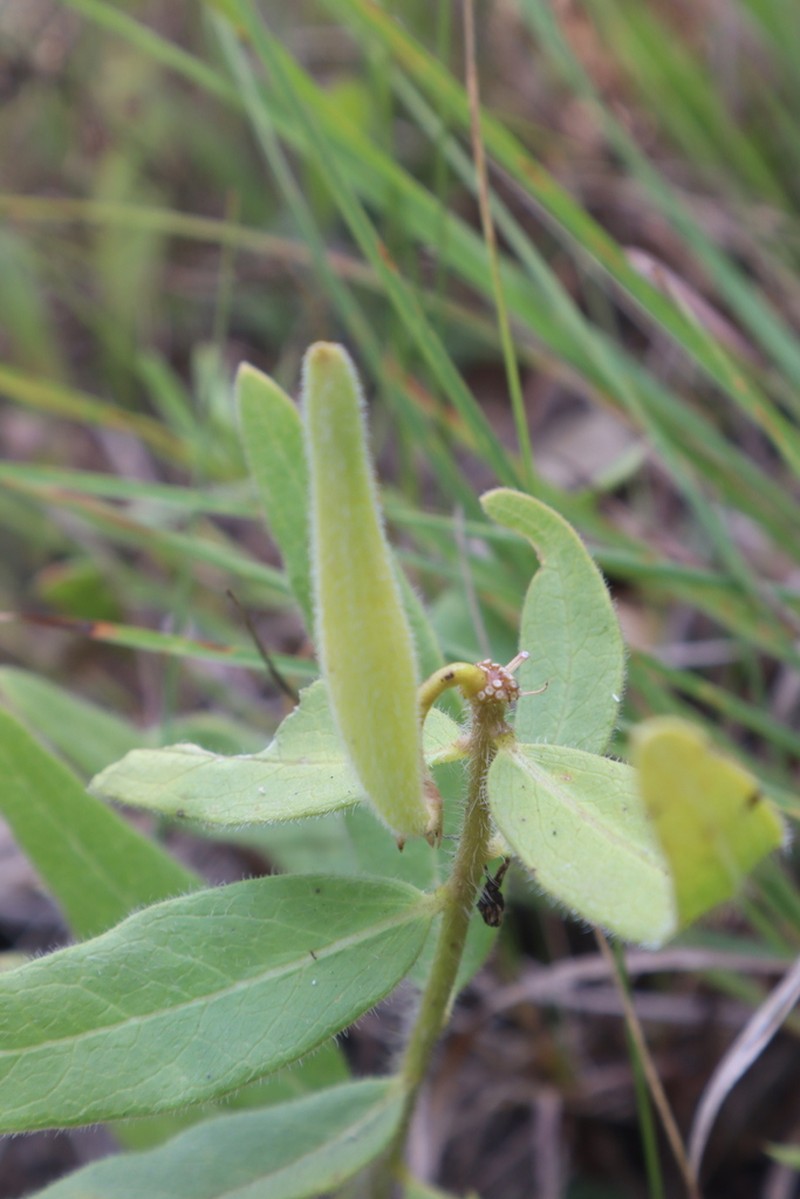 Sidecluster Milkweed photo 7