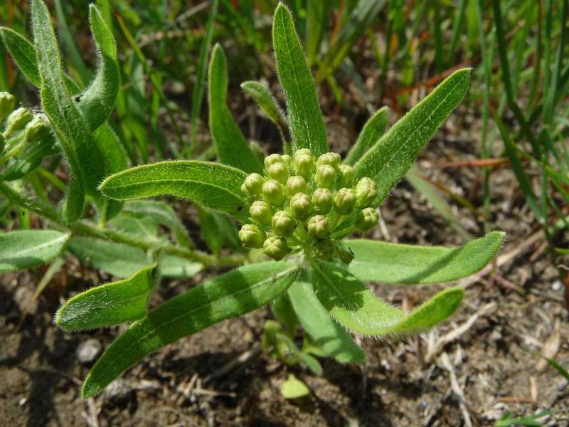Sidecluster Milkweed photo 8