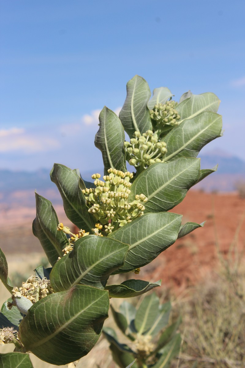 Broadleaf Milkweed