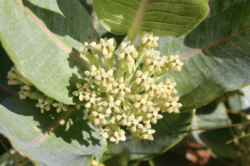 Broadleaf Milkweed photo 2