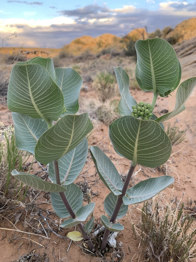 Broadleaf Milkweed photo 3