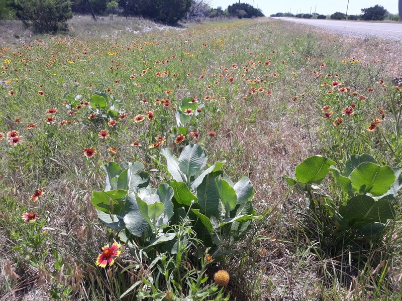 Broadleaf Milkweed photo 4