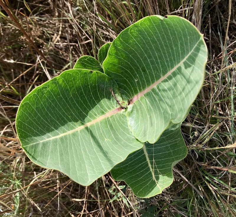 Broadleaf Milkweed photo 5