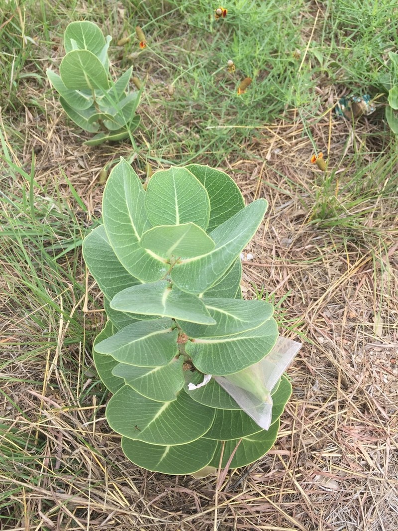 Broadleaf Milkweed photo 6