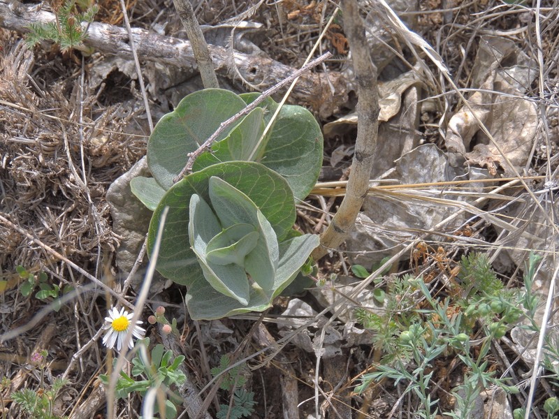 Broadleaf Milkweed photo 7