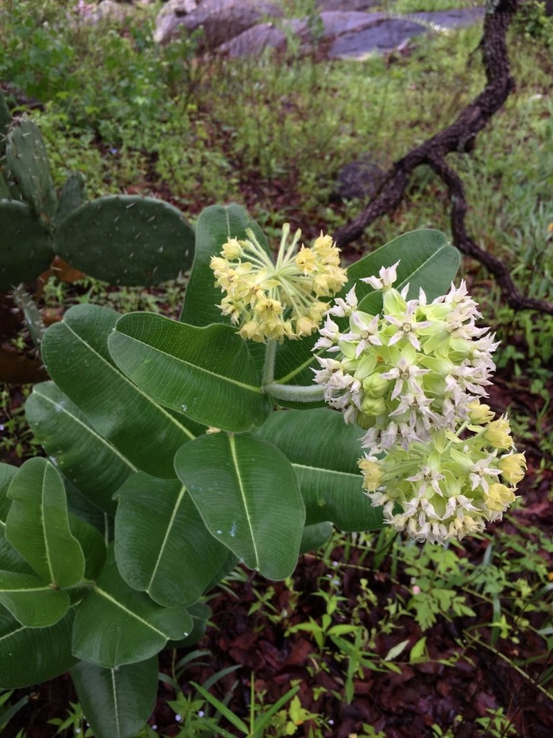 Lemmon's Milkweed