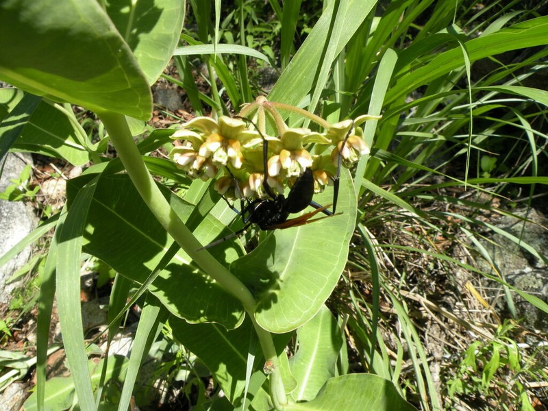 Lemmon's Milkweed photo 2