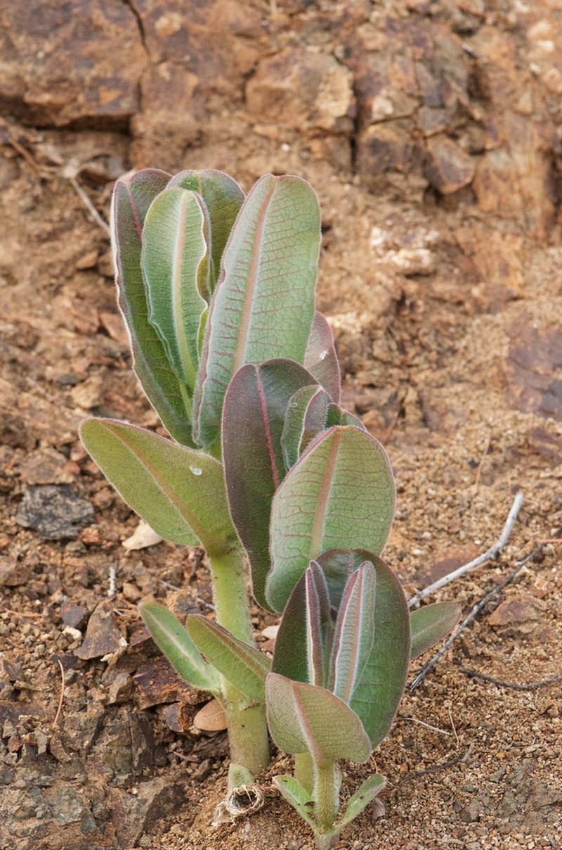 Lemmon's Milkweed photo 3