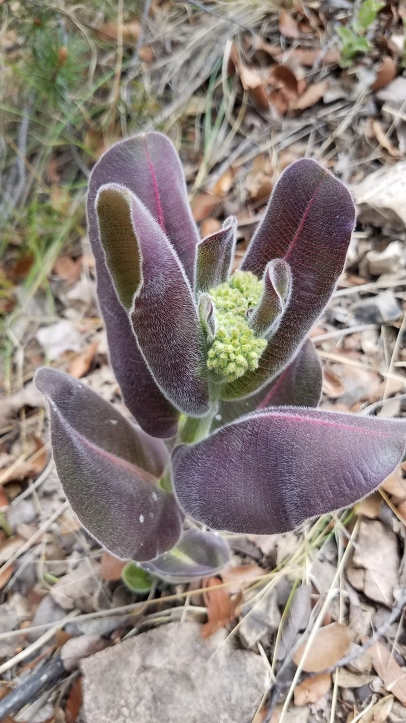 Lemmon's Milkweed photo 4