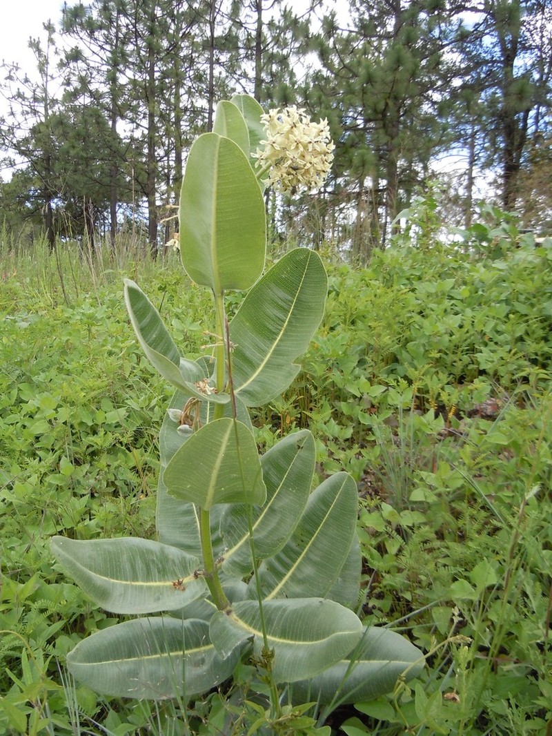 Lemmon's Milkweed photo 5