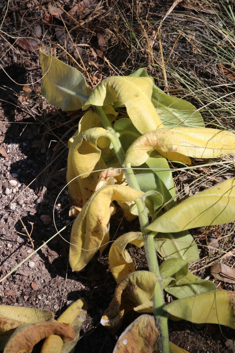 Lemmon's Milkweed photo 6
