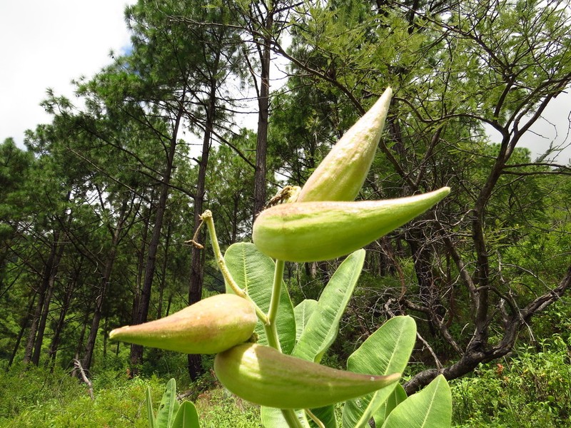 Lemmon's Milkweed photo 7