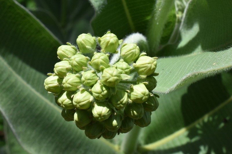 Lemmon's Milkweed photo 8