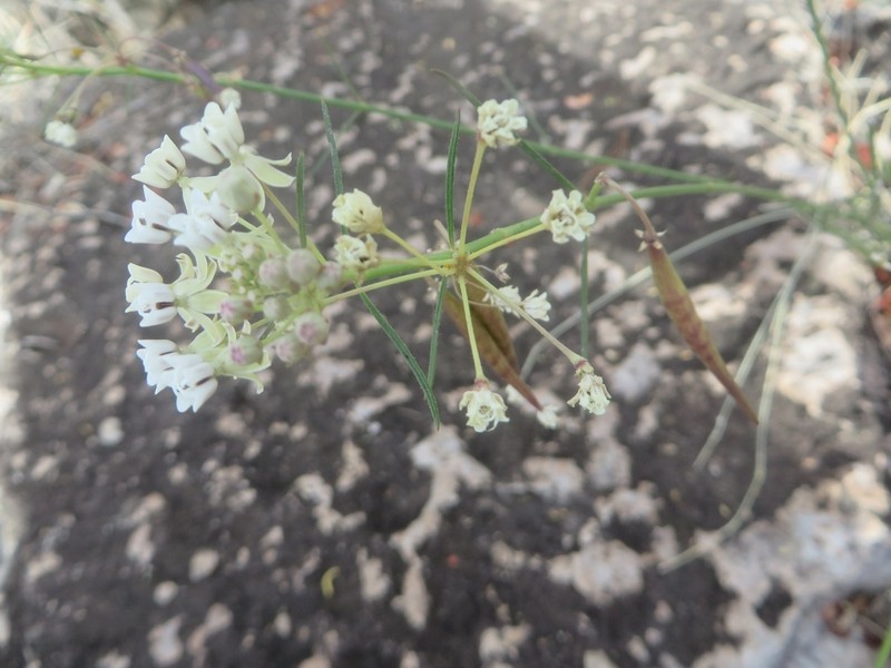 Asclepias leptopus