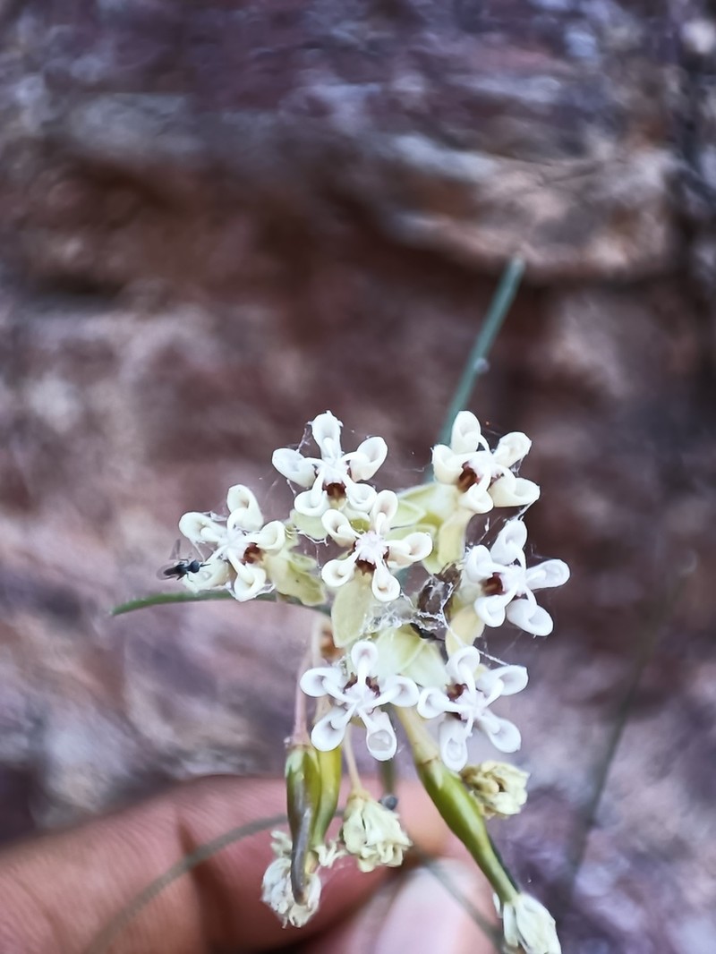 Asclepias leptopus photo 2