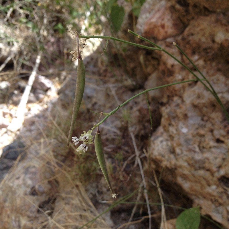 Asclepias leptopus photo 3