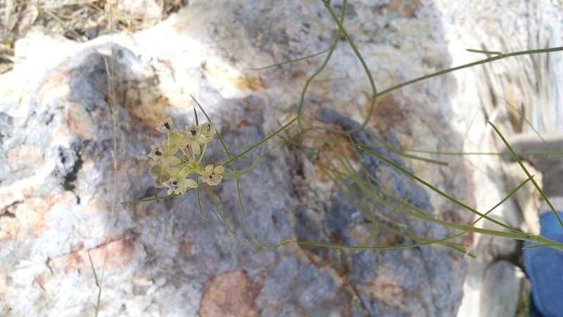 Asclepias leptopus photo 4