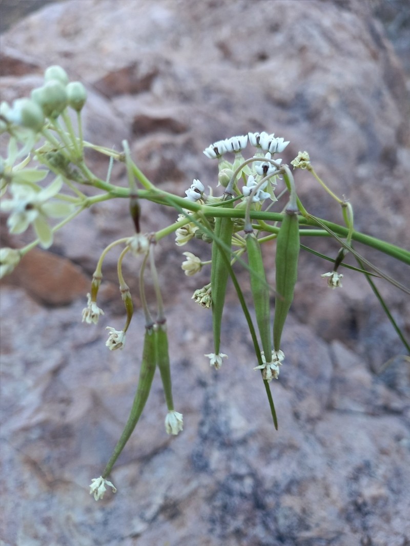Asclepias leptopus photo 5