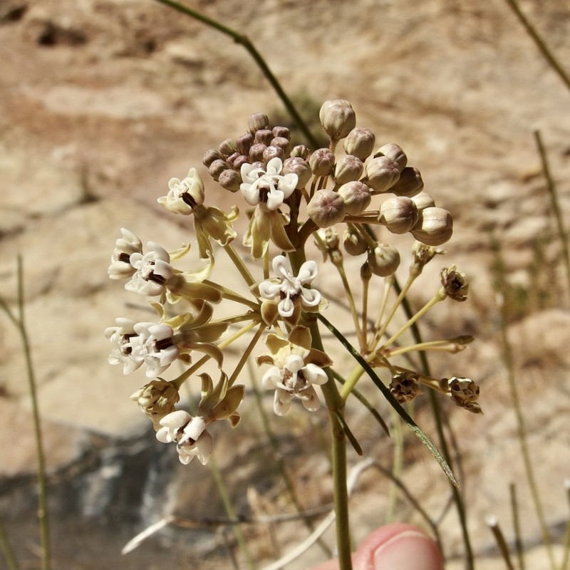 Asclepias leptopus photo 6
