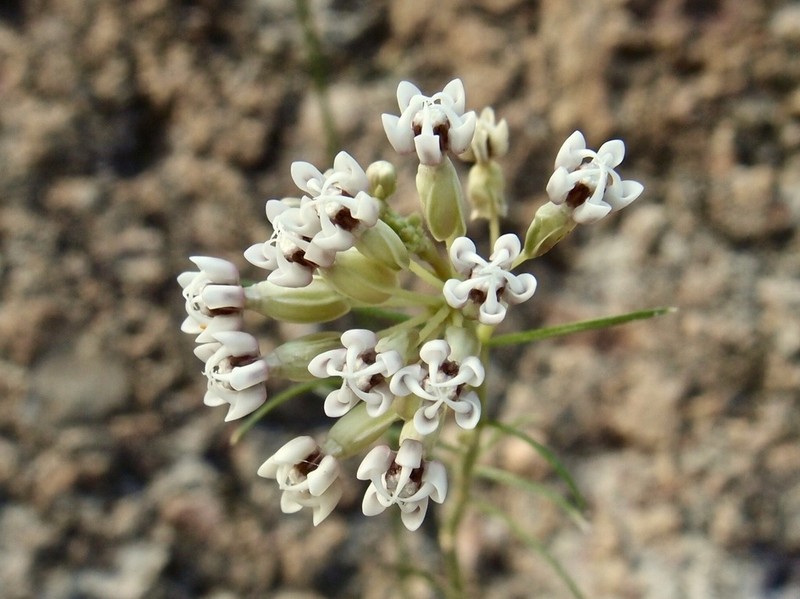Asclepias leptopus photo 7