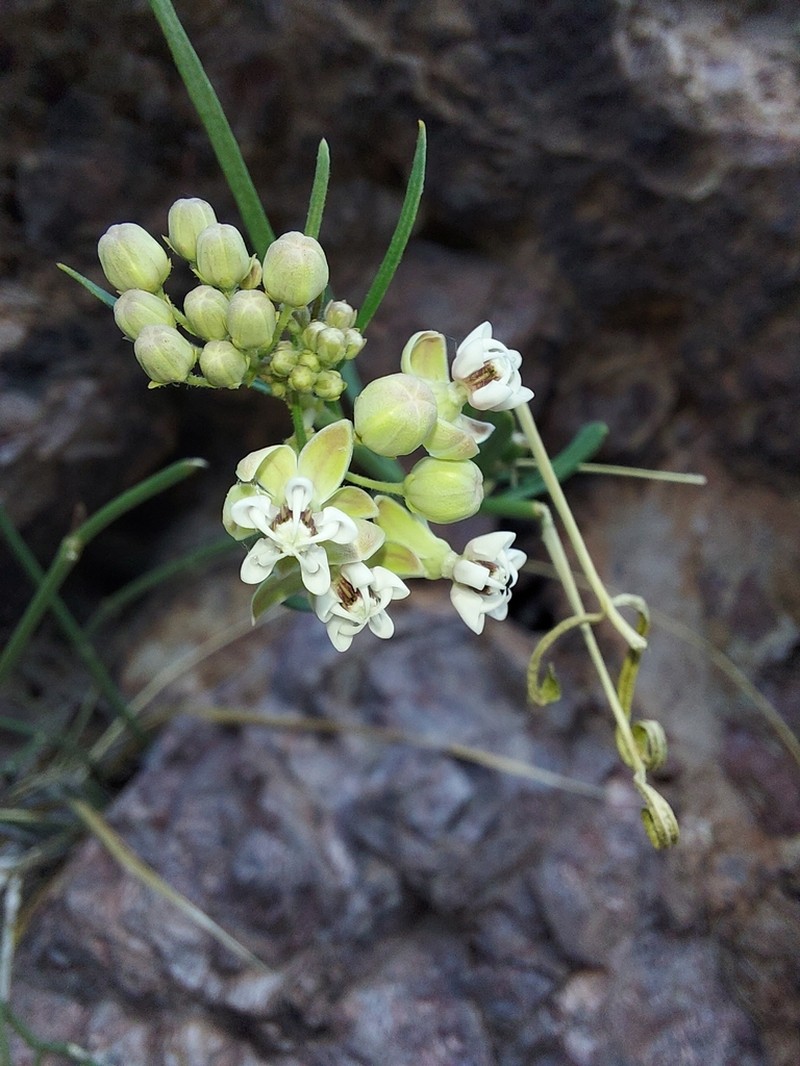 Asclepias leptopus photo 8