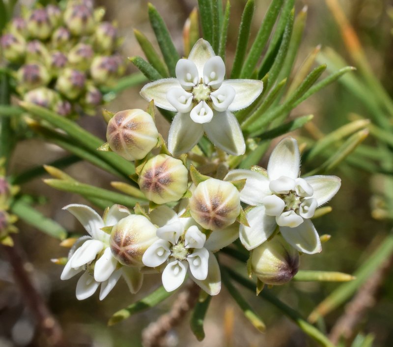 Pineneedle Milkweed