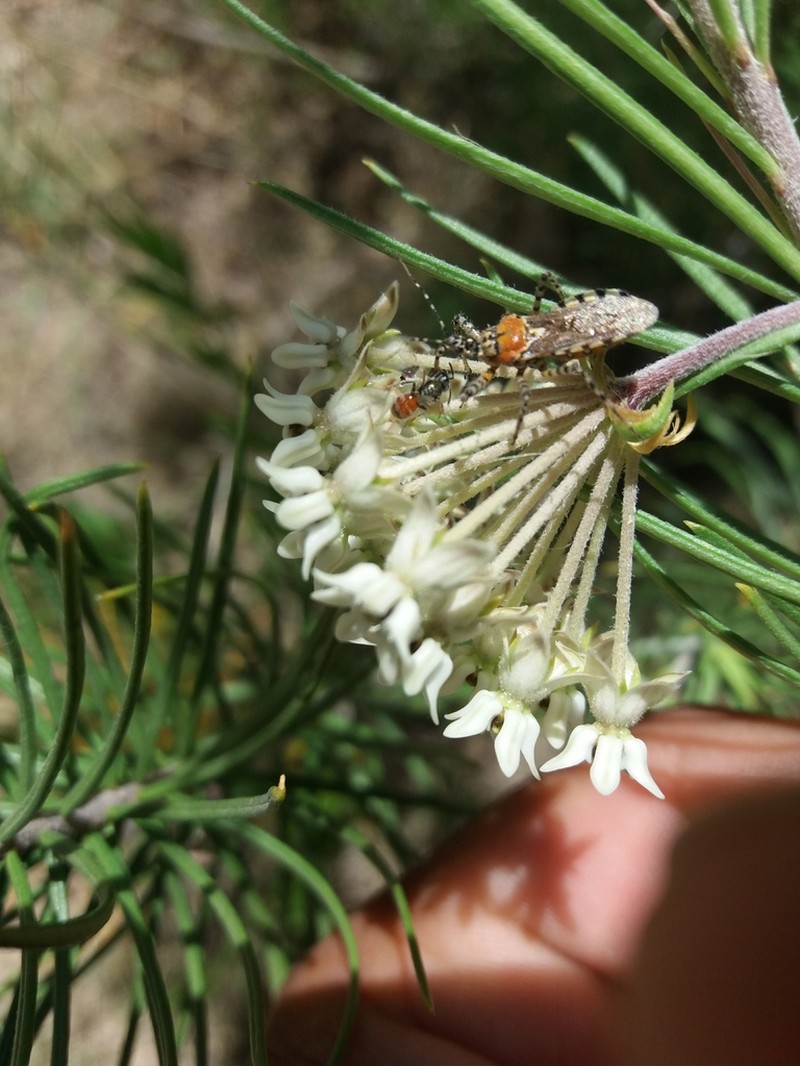 Pineneedle Milkweed