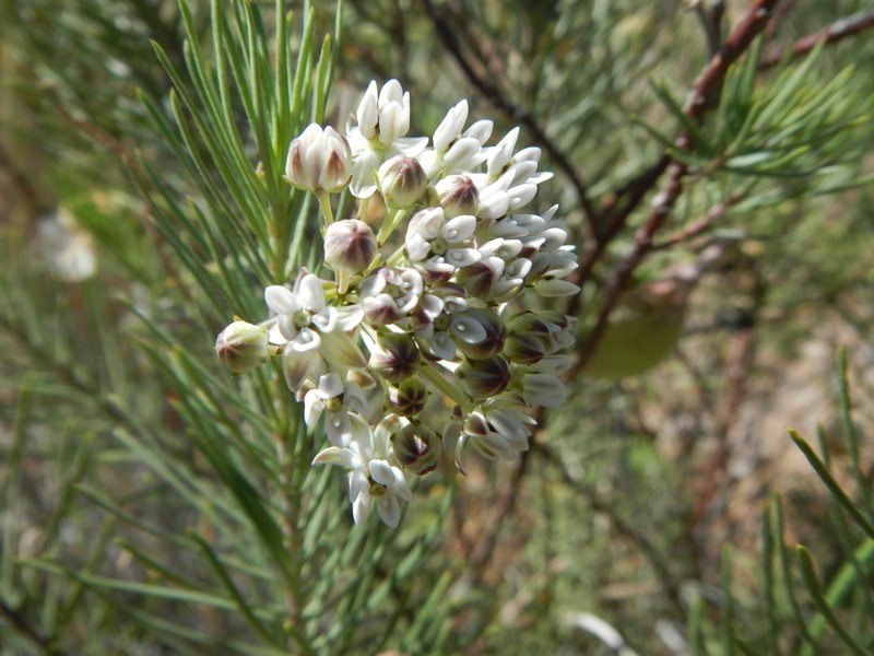Pineneedle Milkweed photo 2