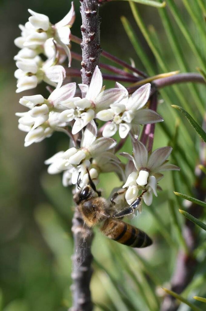Pineneedle Milkweed photo 3