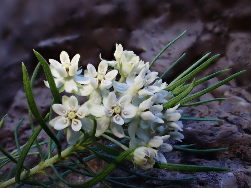 Pineneedle Milkweed photo 4