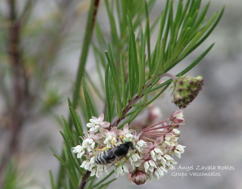 Pineneedle Milkweed photo 5