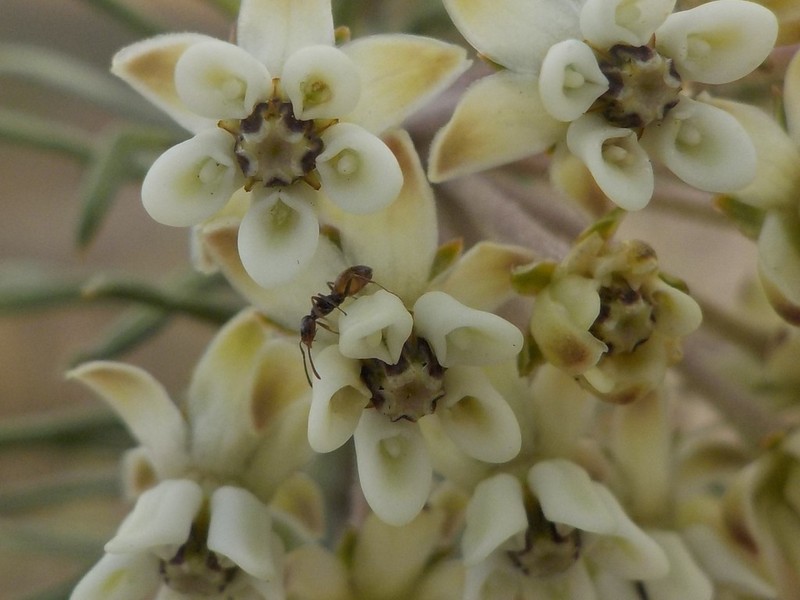 Pineneedle Milkweed photo 6