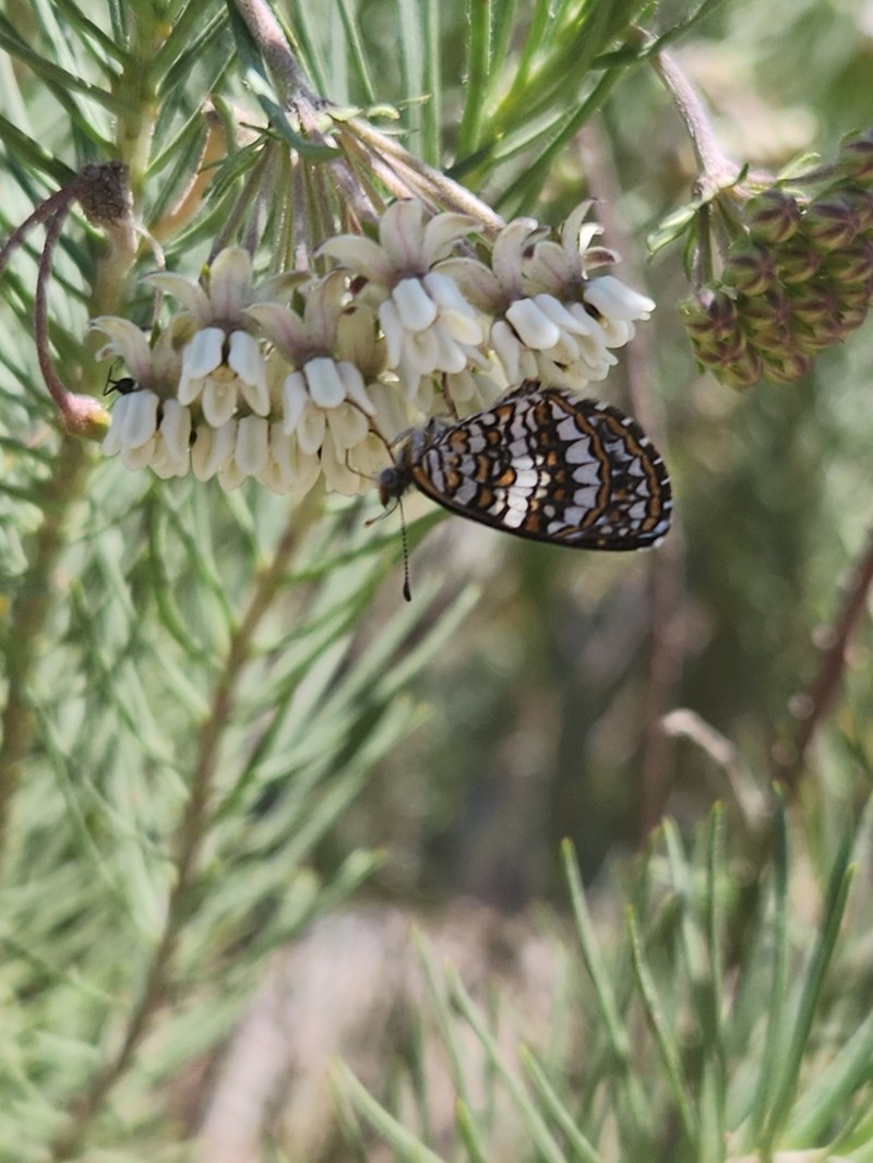 Pineneedle Milkweed photo 7