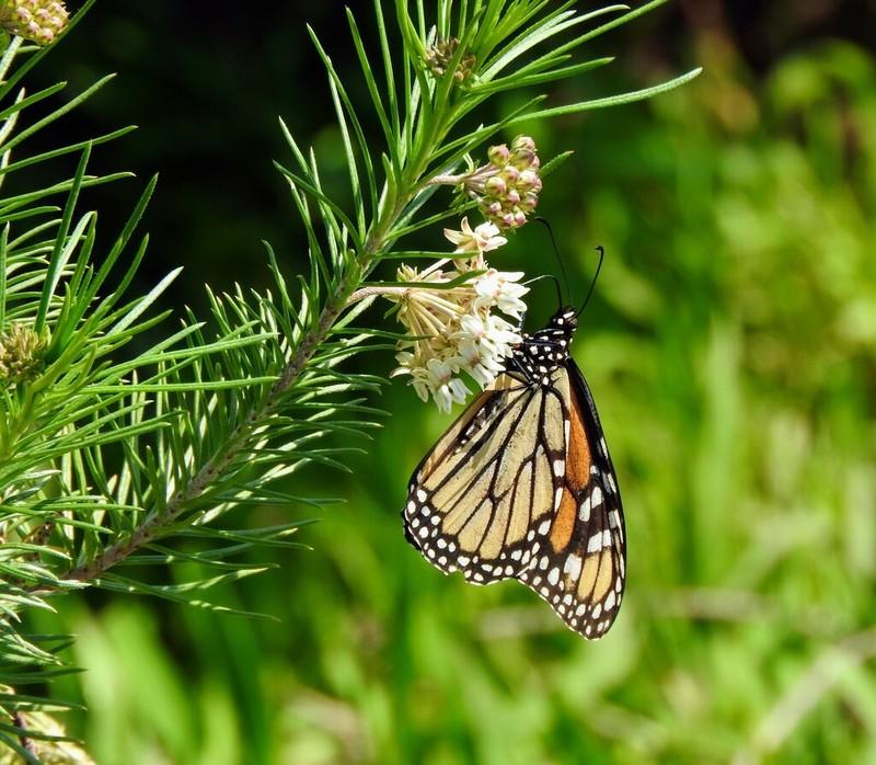 Pineneedle Milkweed photo 8