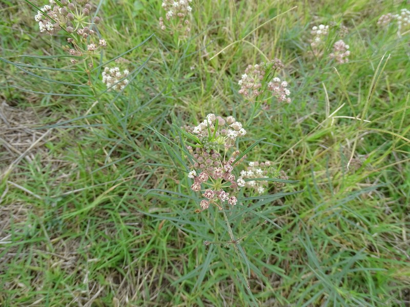 Slim Milkweed