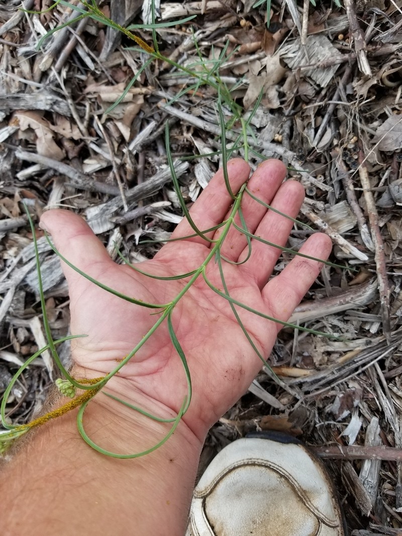 Slim Milkweed photo 2