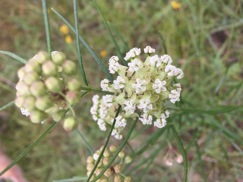 Slim Milkweed photo 3