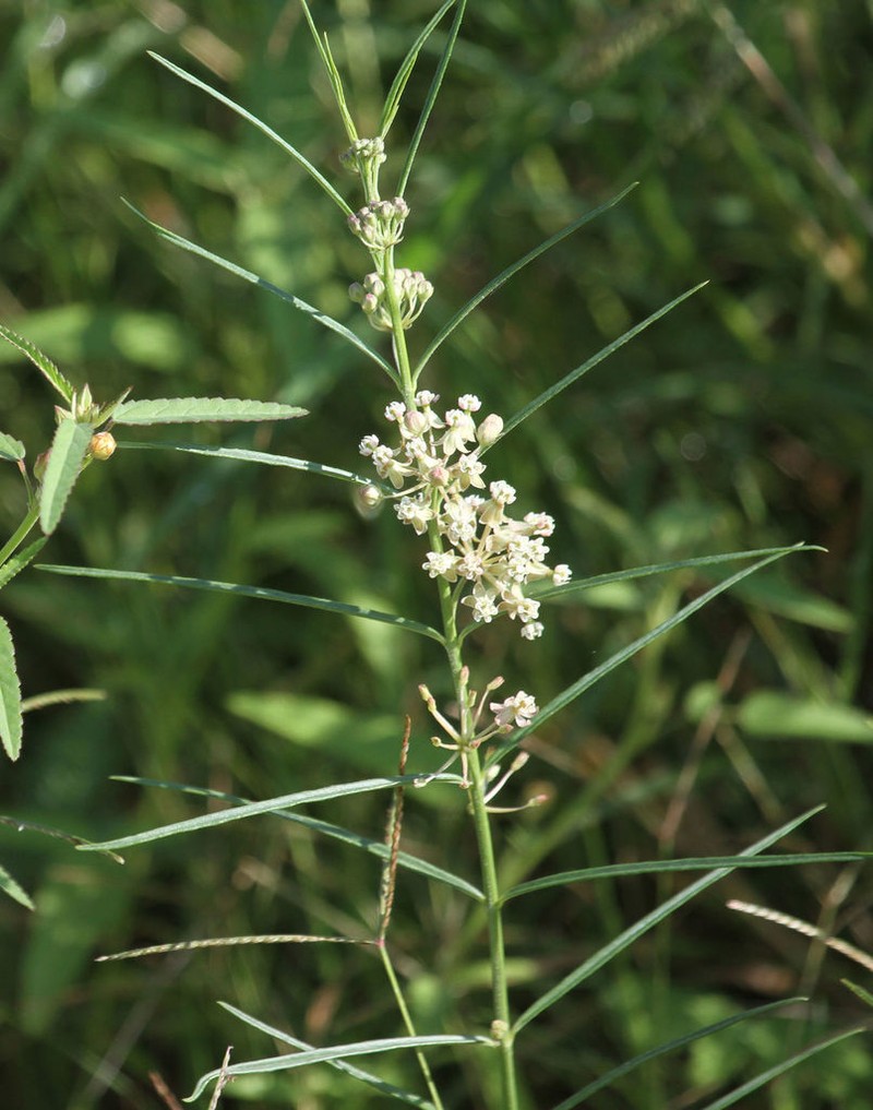 Slim Milkweed photo 4