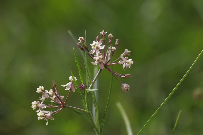 Slim Milkweed photo 5