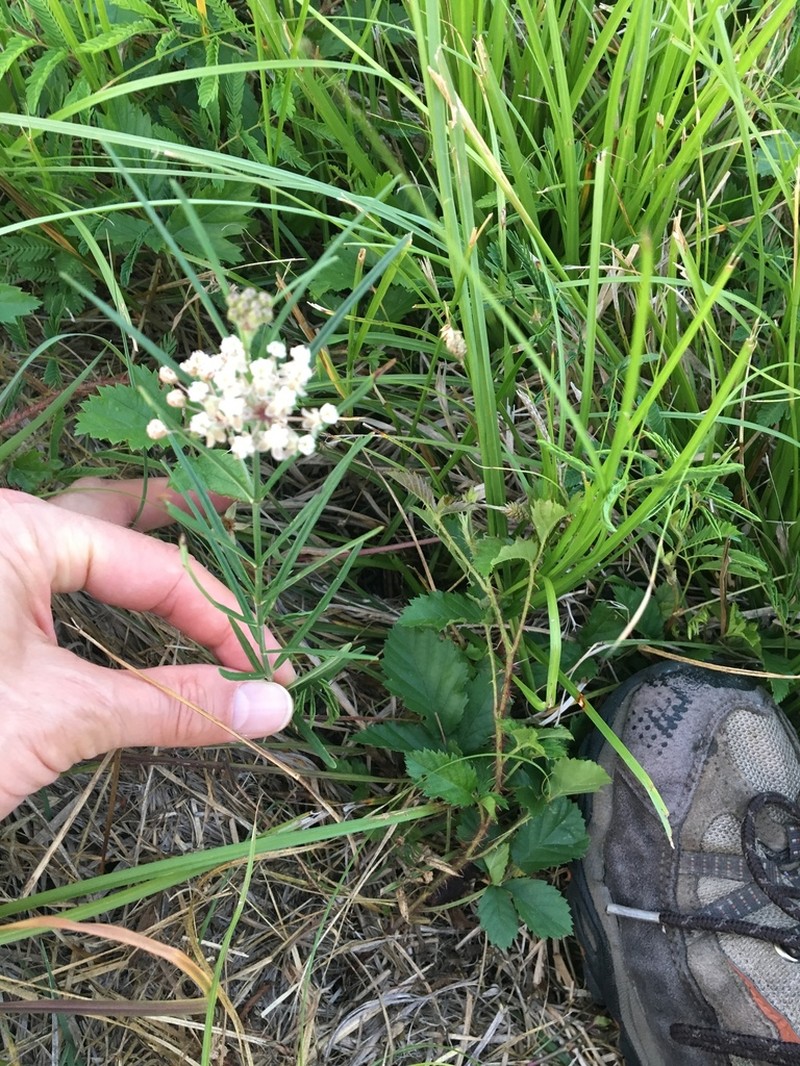 Slim Milkweed photo 6