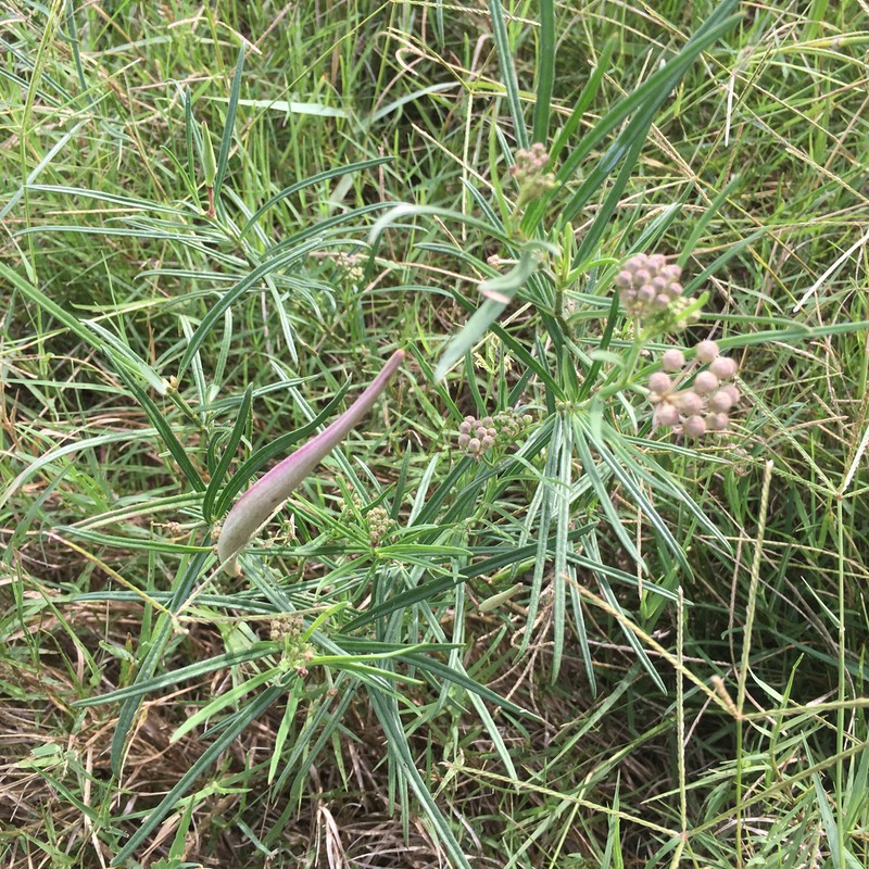 Slim Milkweed photo 7