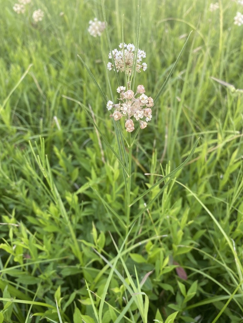 Slim Milkweed photo 8