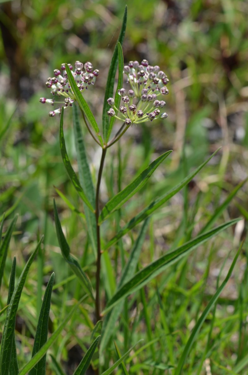 Longleaf Milkweed