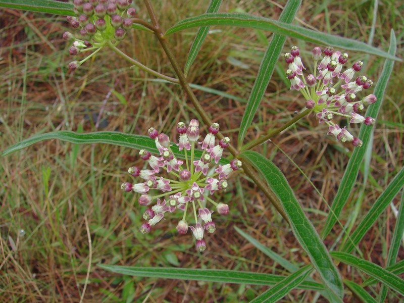 Longleaf Milkweed photo 2