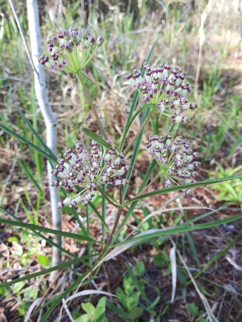 Longleaf Milkweed photo 3