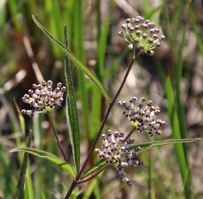 Longleaf Milkweed photo 4