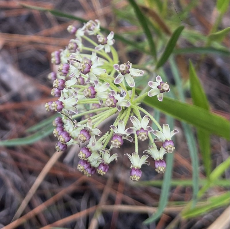 Longleaf Milkweed photo 5