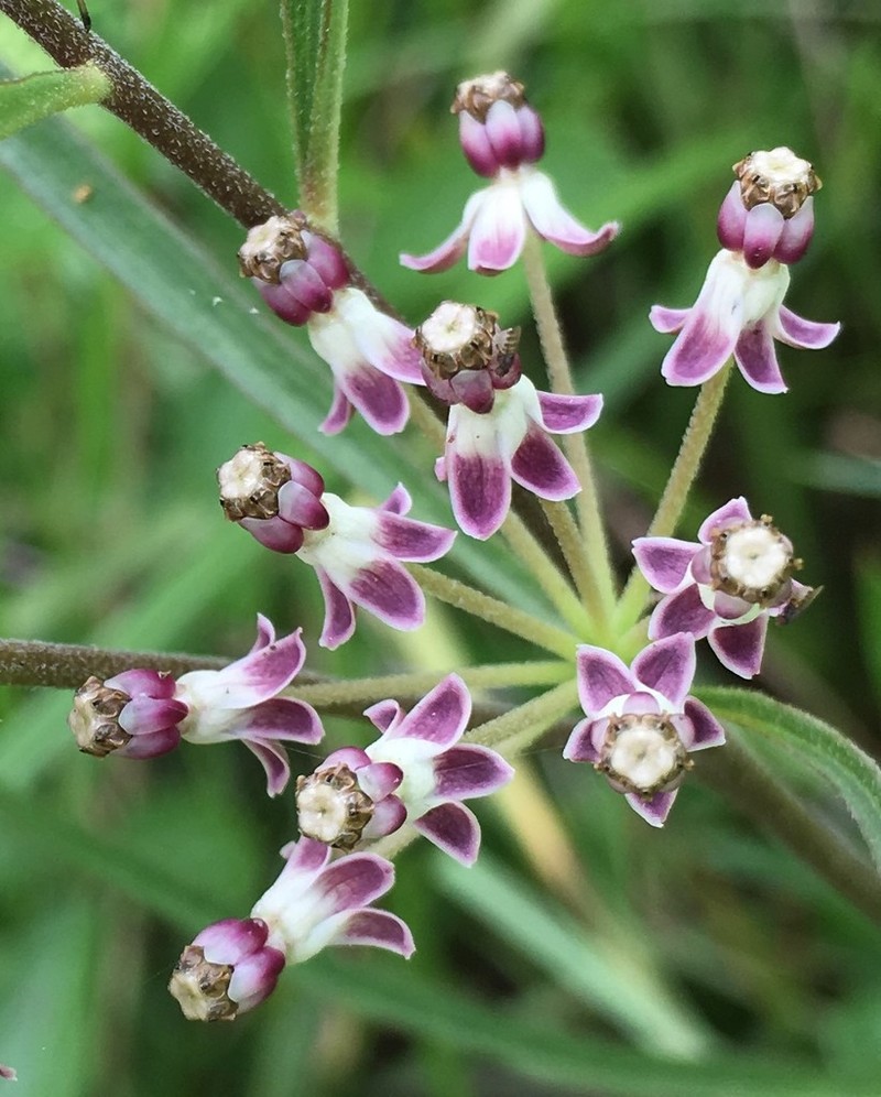 Longleaf Milkweed photo 6