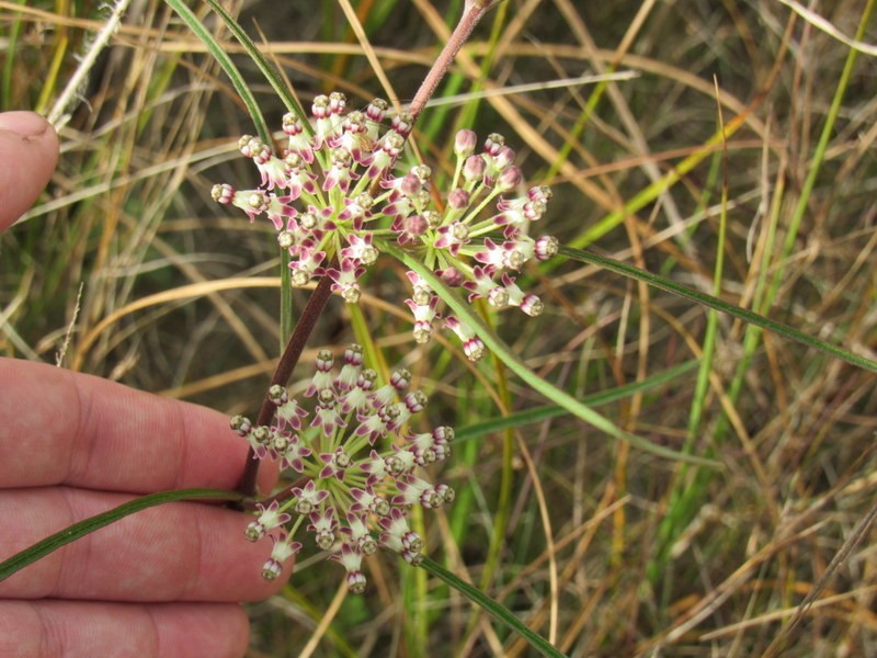 Longleaf Milkweed photo 7